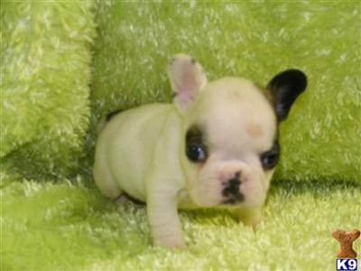 French Bulldog Puppies for Sale